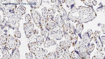 OriGene TA355329 image 1