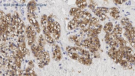 OriGene TA355331 image 1