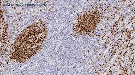 OriGene TA355332 image 1