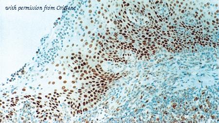 OriGene TA355344 image 1