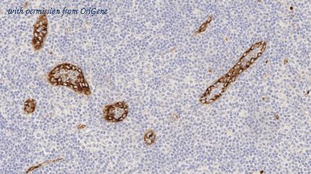 OriGene TA355361 image 1