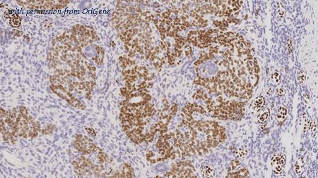 OriGene TA355362 image 1