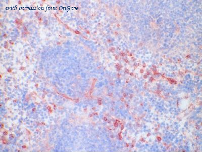 OriGene TA363825 image 1
