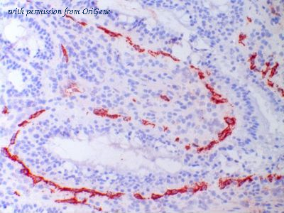 OriGene TA363826 image 1
