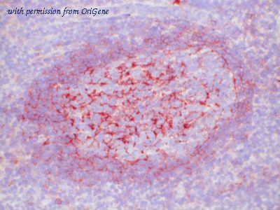 OriGene TA363828 image 1