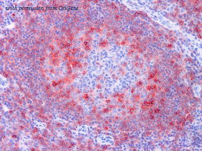 OriGene TA363831 image 1