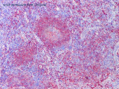 OriGene TA363833 image 1