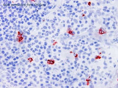 OriGene TA363834 image 1