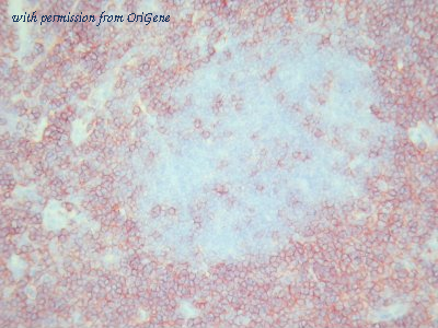 OriGene TA363836 image 1