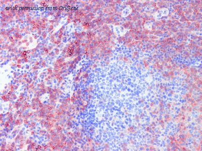 OriGene TA363837 image 1