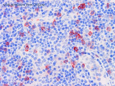 OriGene TA363839 image 1