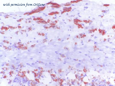 OriGene TA363840 image 1