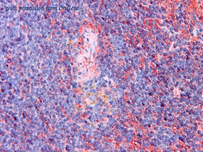 OriGene TA363841 image 1
