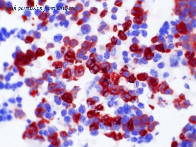 OriGene TA363844 image 1