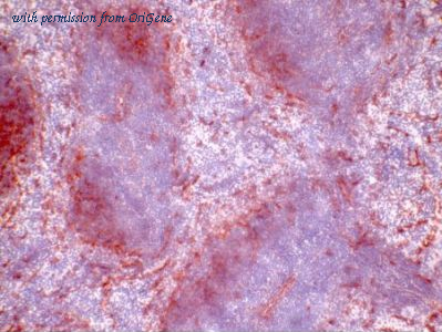 OriGene TA363845 image 1