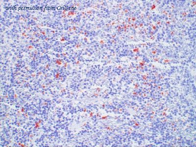 OriGene TA363847 image 1