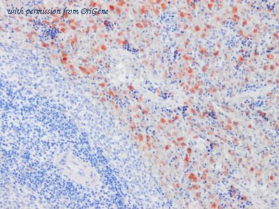 OriGene TA363852 image 1