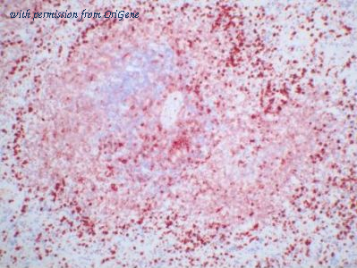 OriGene TA363856 image 1