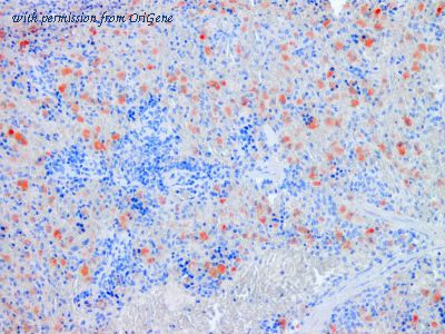 OriGene TA363858 image 1