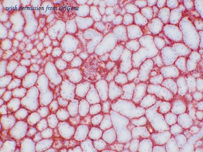 OriGene TA363864 image 1