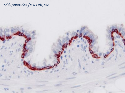 OriGene TA363868 image 1