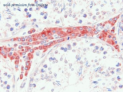 OriGene TA363869 image 1