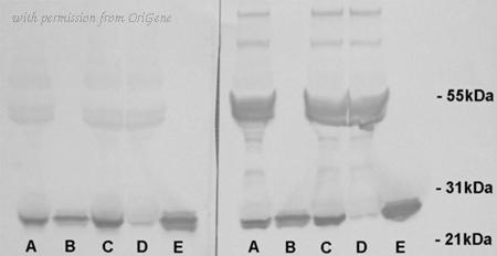OriGene TA363870 image 1