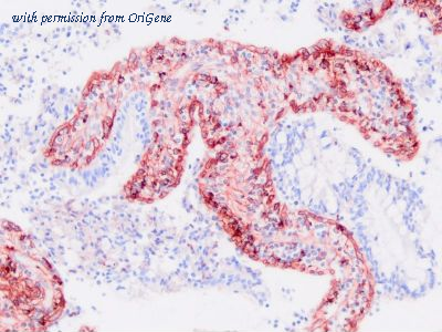OriGene TA363874 image 1