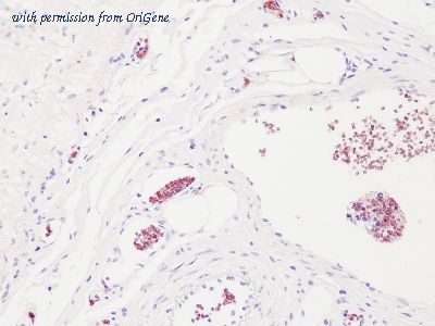 OriGene TA363877 image 1