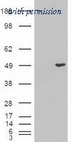 OriGene TA500015BM image 1