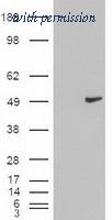 OriGene TA500016BM image 1