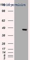 OriGene TA500018AM image 1