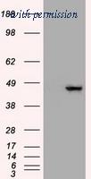 OriGene TA500019AM image 1