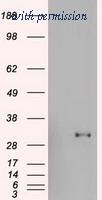 OriGene TA500023AM image 1