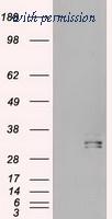 OriGene TA500025BM image 1