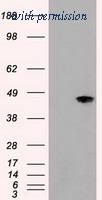 OriGene TA500043BM image 1