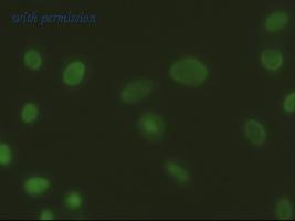 OriGene TA500056BM image 1