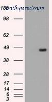 OriGene TA500068AM image 1