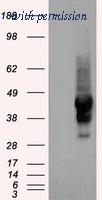 OriGene TA500069AM image 1