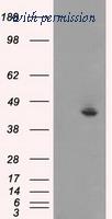 OriGene TA500081AM image 1