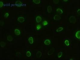 OriGene TA500087BM image 1