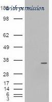 OriGene TA500090AM image 1
