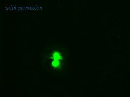 OriGene TA500098BM image 1