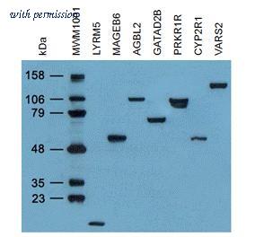 OriGene TA50011-30 image 1