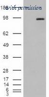 OriGene TA500121AM image 1