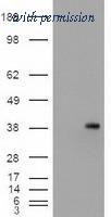 OriGene TA500171AM image 1