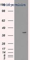 OriGene TA500213AM image 1