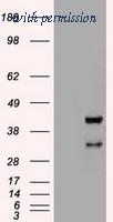 OriGene TA500219AM image 1