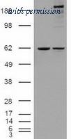 OriGene TA500248BM image 1