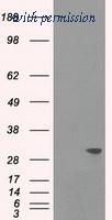 OriGene TA500255AM image 1